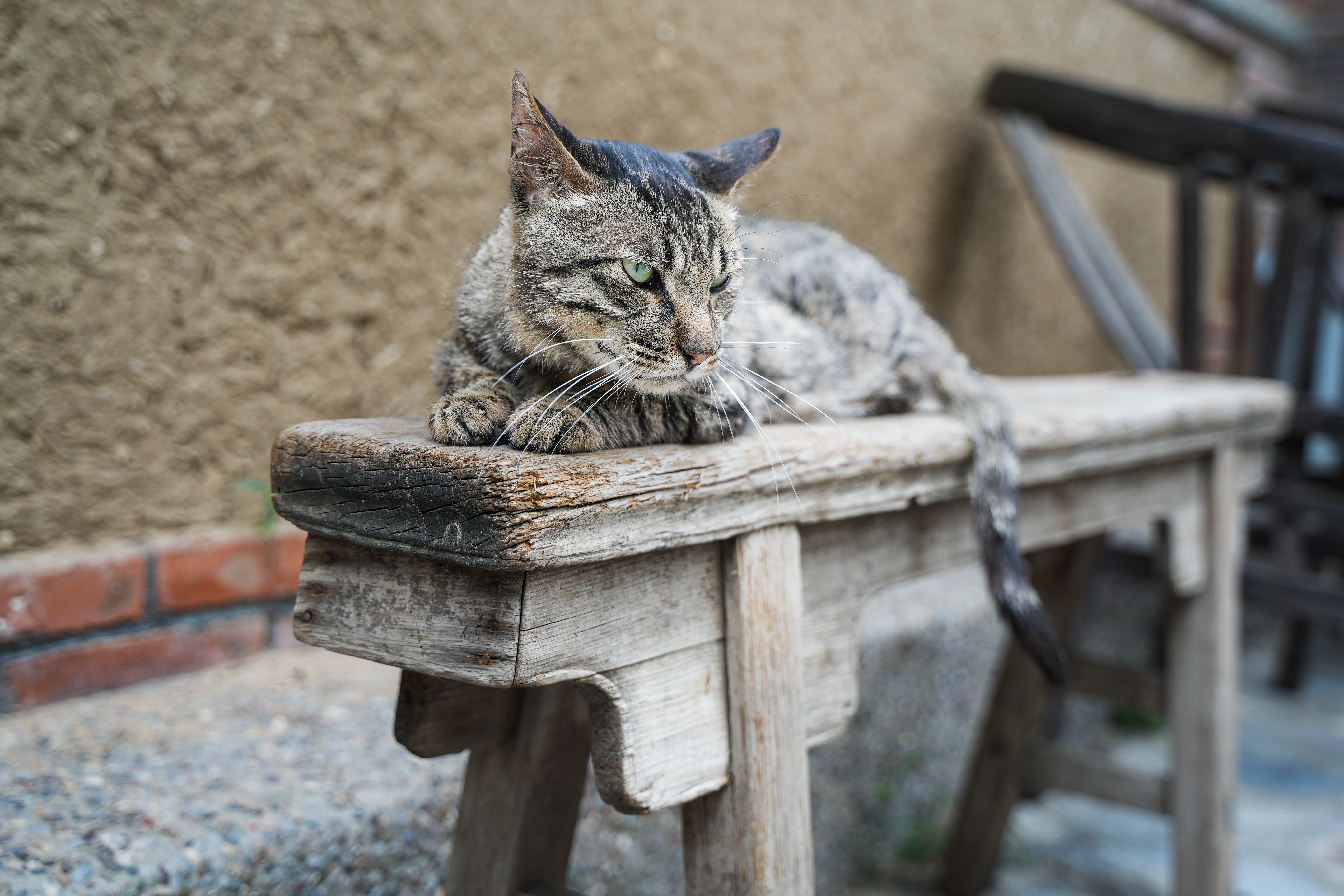 This week Sean helps a reader with a bossy pet cat