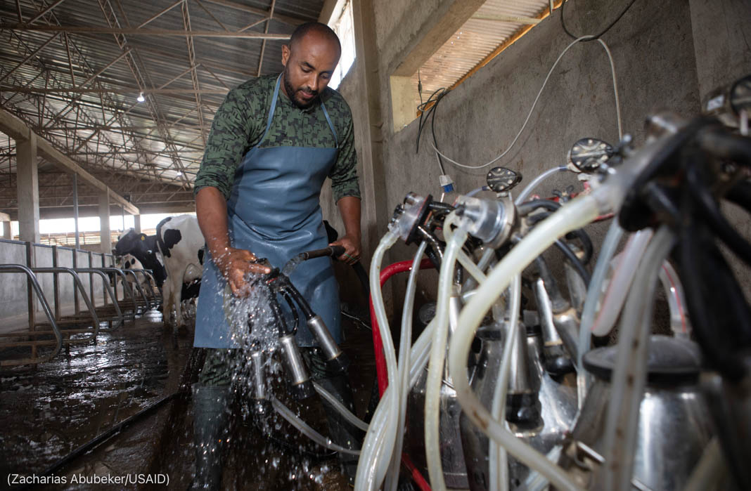 Man rinsing pipes of automated milking machine in barn with cows in background (Zacharias Abubeker/USAID)