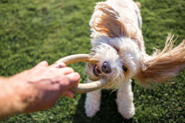 The UK has witnessed an increase in cases of an incurable dog disease