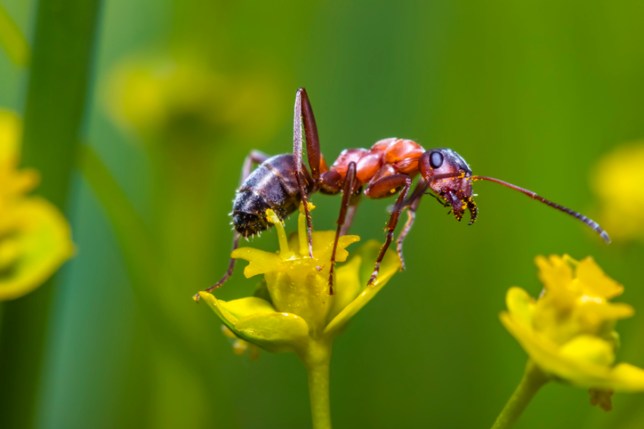 A clever parasite can turn ants into zombies