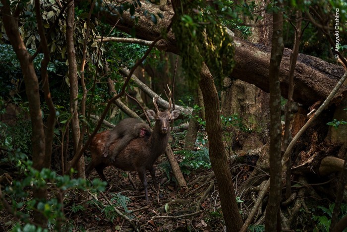 Monkey on back of stag