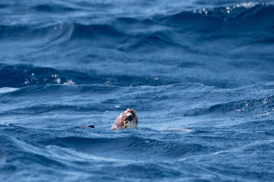 Iona sets off