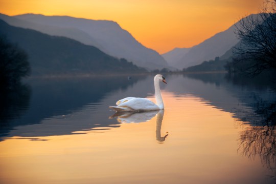 Swans do not always migrate, but then they do, can be affected by changes in Earth's magnetic field 