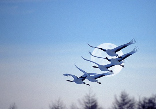 Birds may choose not to migrate during periods of intense magnetic disturbance