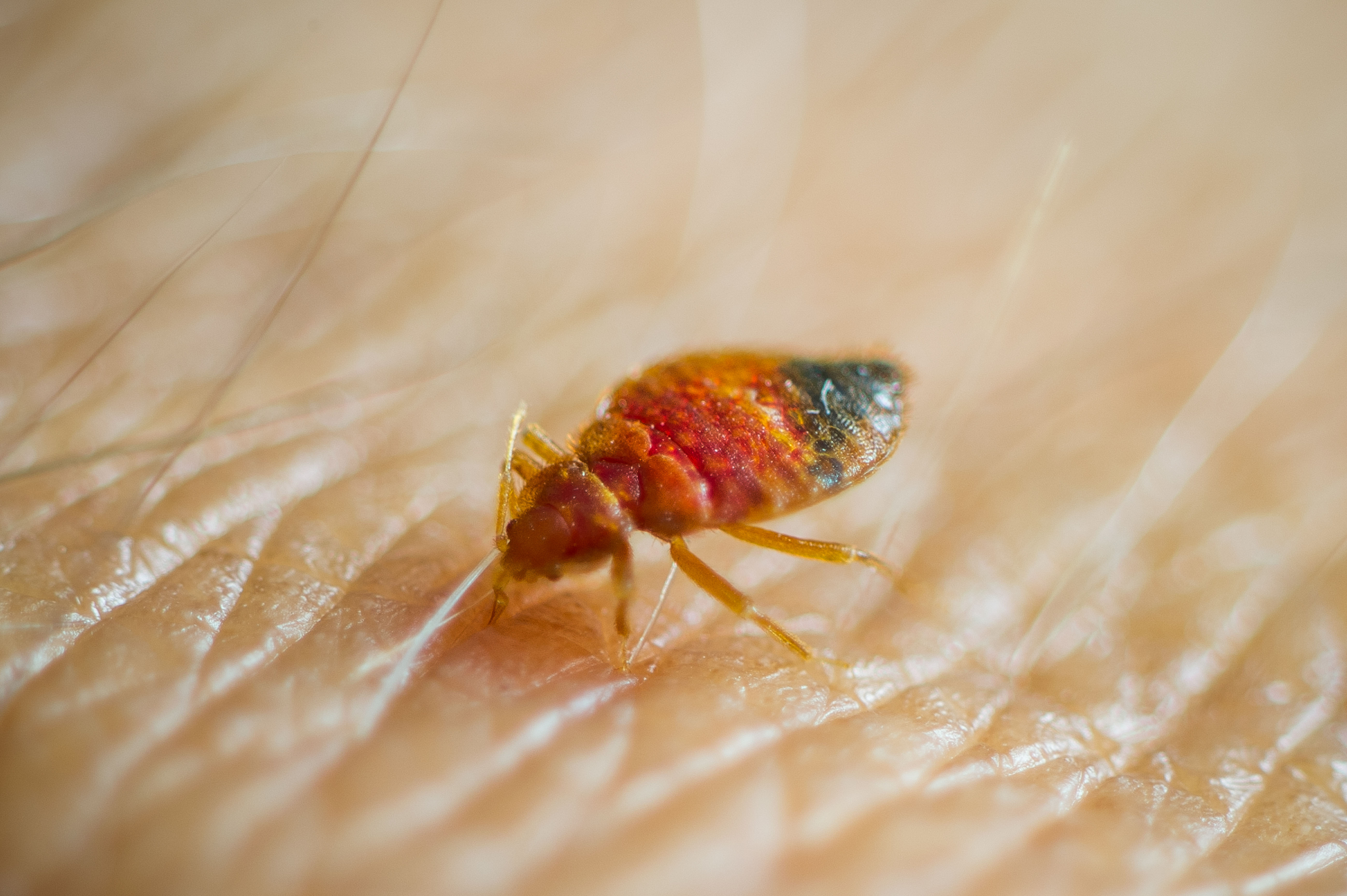 Bedbugs have been spotted on trains and buses in different parts of Britain this week