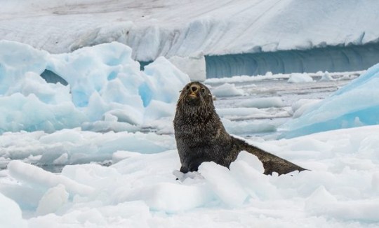 Antarctic fur seals rely on krill in the surrounding seas for food