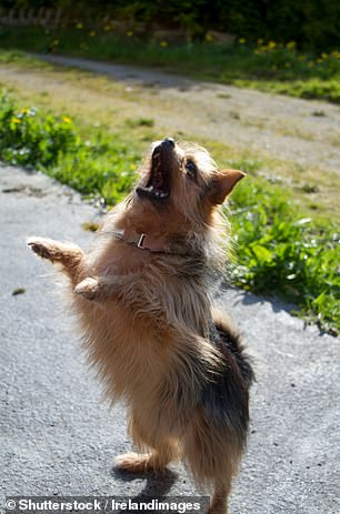 Wake-up call: The terrier barks every time it is let out into the garden, including early in the morning