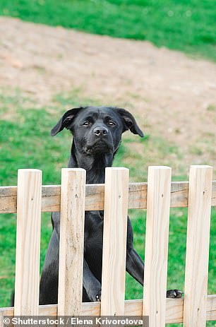 Bad neighbour? They are worried that the labrador might eventually get into their garden and hurt their children, or at least break the fence panels