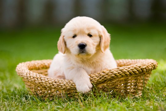 Golden retriever puppy