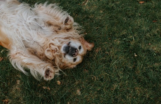 Golden retriever laying in a field