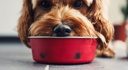 Dog eating food from a bowl