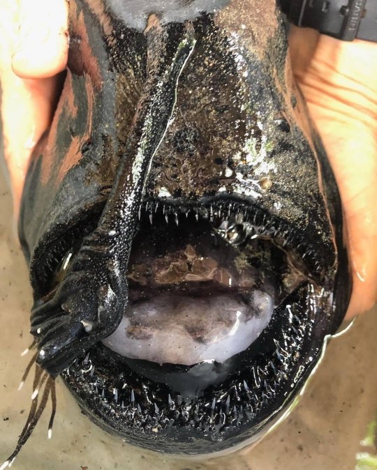 The fish has rows of razor sharp teeth