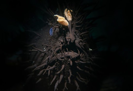 Black hairy Frogfish