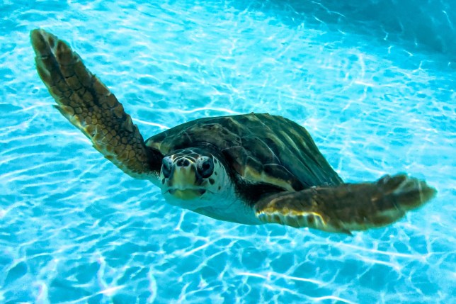 Iona, the loggerhead turtle