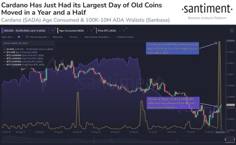 Cardano ADA whales