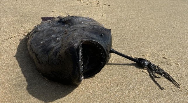 A Pacific football fish 