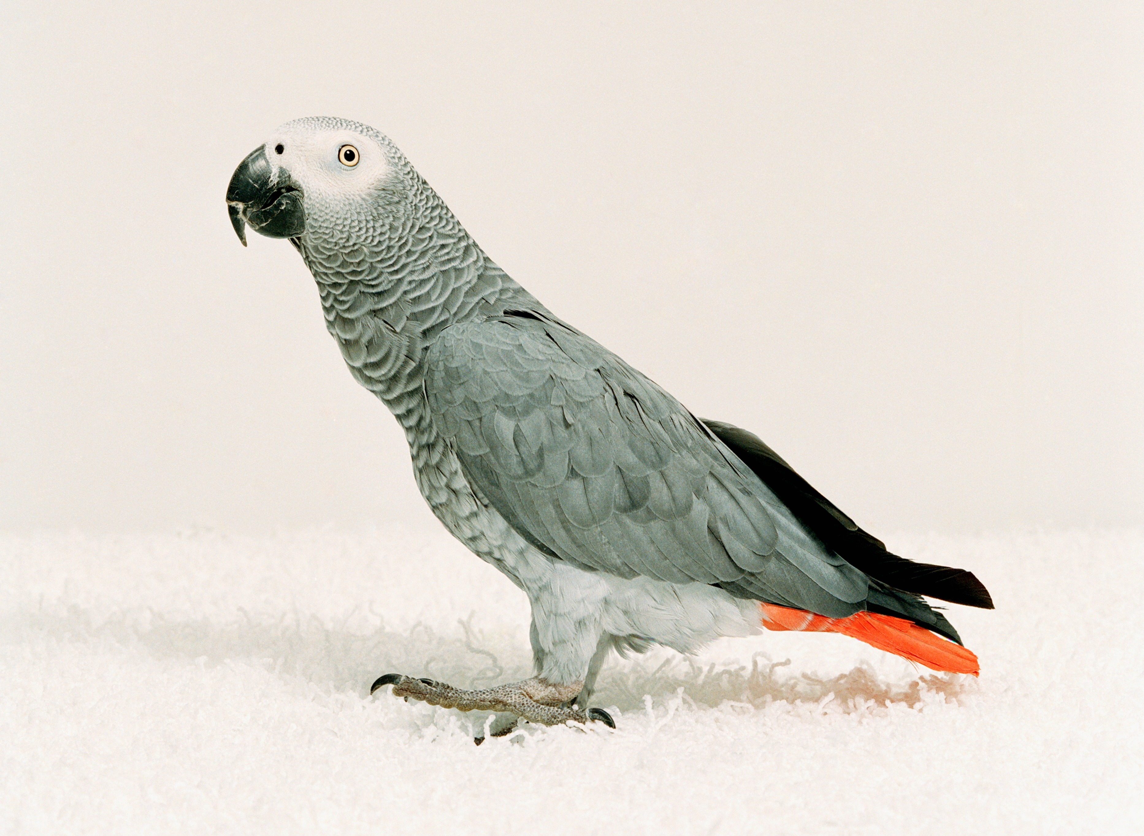 This week Sean helps a reader with an anxious parrot