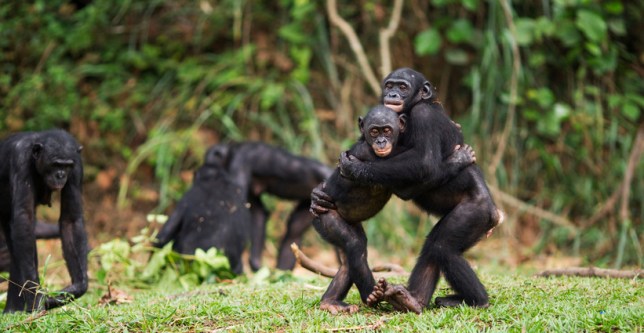 Primates often engage in same-sex sex