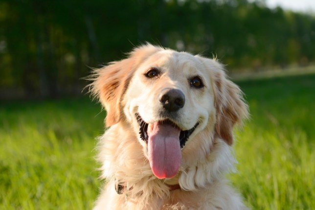 Golden retriever smiling in a field