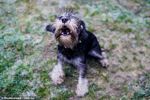 Barking mad: The new family that moved next door have a Yorkshire Terrier that doesn't stop yapping