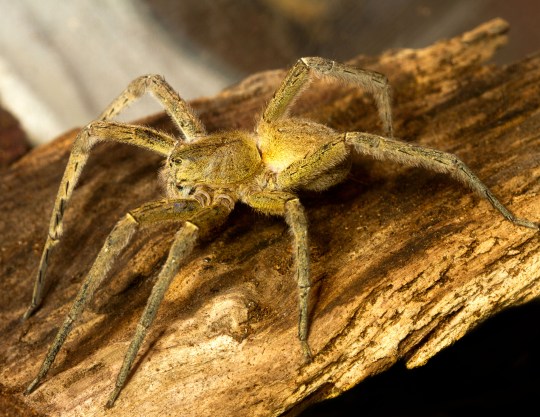 Brazilian wandering spider