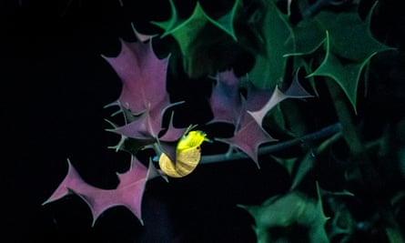 A snail shows as bright yellow on purple and green ivy.