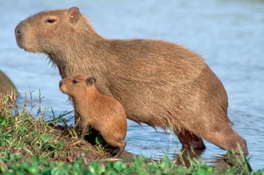 Capybara