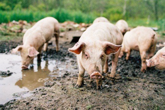 A film image of a handful of small pink pig inside a muddy pigpen. Some are drinking water and some are just walking around