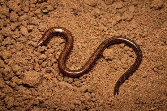 The limbless fine-lined slider