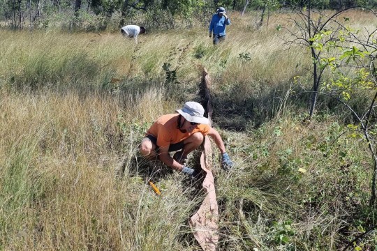 A team of people at work tracking down lizards in Queensland.