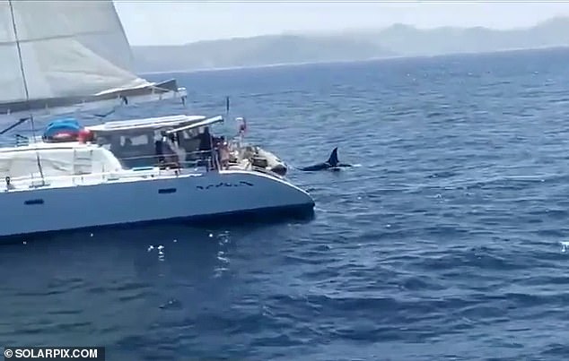 Under siege: It has got so bad that killer whales have even been known to damage boats and capsize vessels, with sailors resorting to desperate measures in an effort to deter the attacks