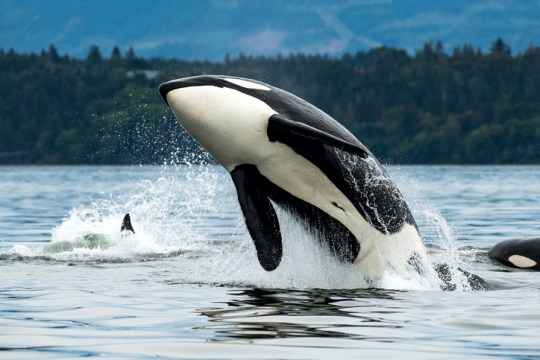 Bigg's orca whale jumping out of the sea in Vancouver Island, Canada