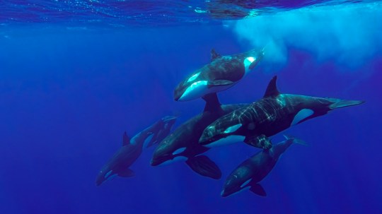 Killer whales live in groups known as pods