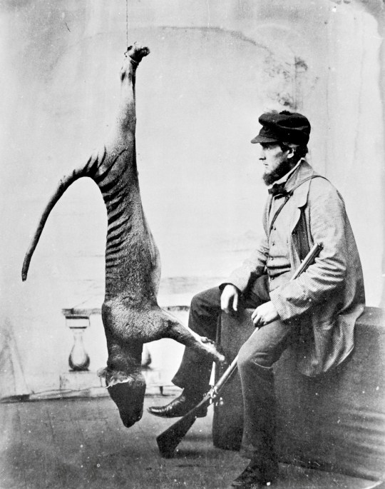 Thylacines were the largest marsupial carnivores of recent times