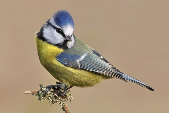 Blue Tit