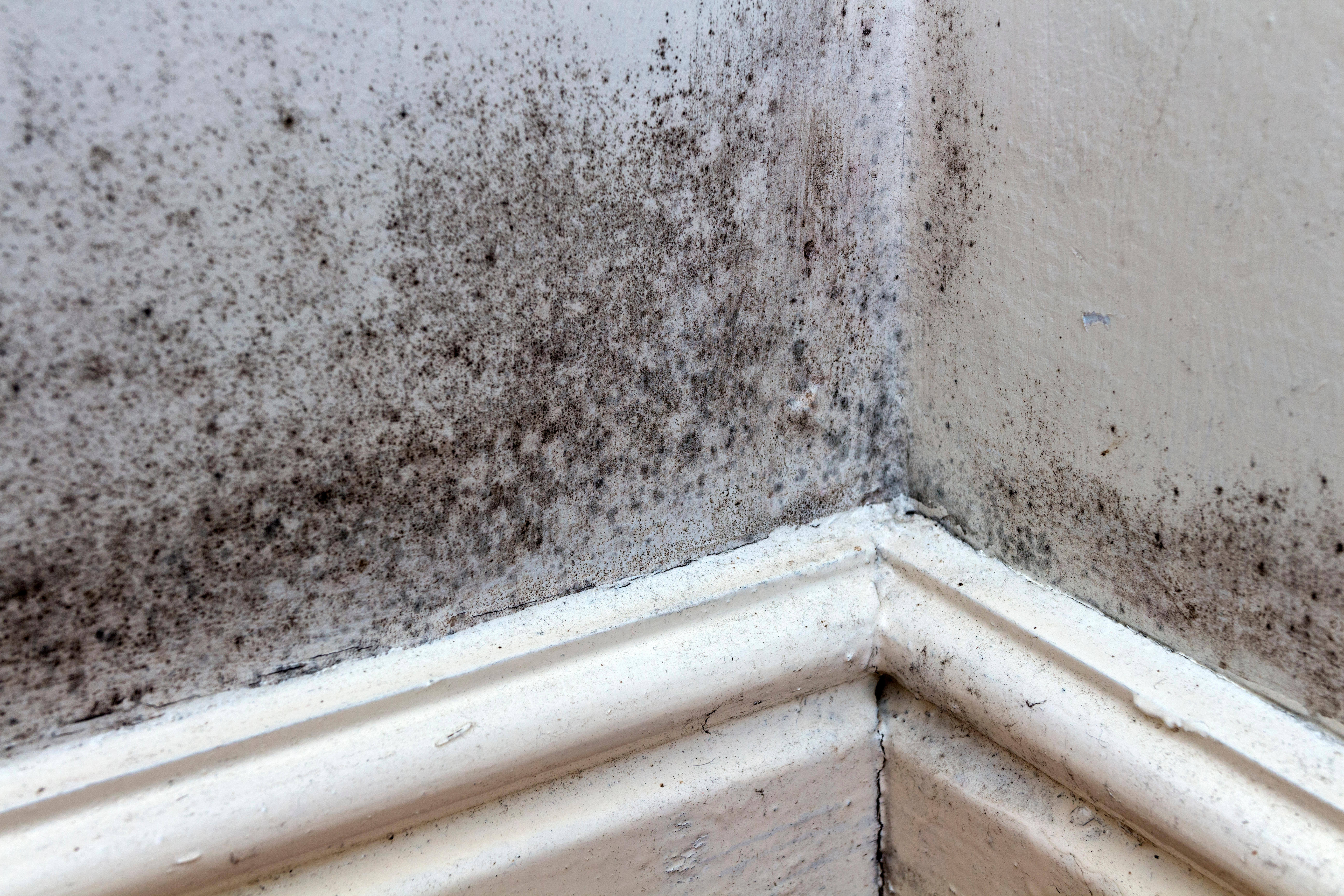 A cheap £3 trick could help to reduce mould in your home