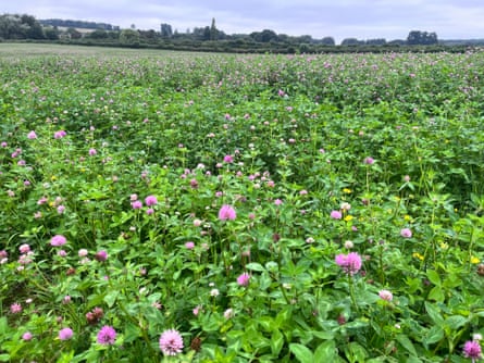 Red clover grows in a field.