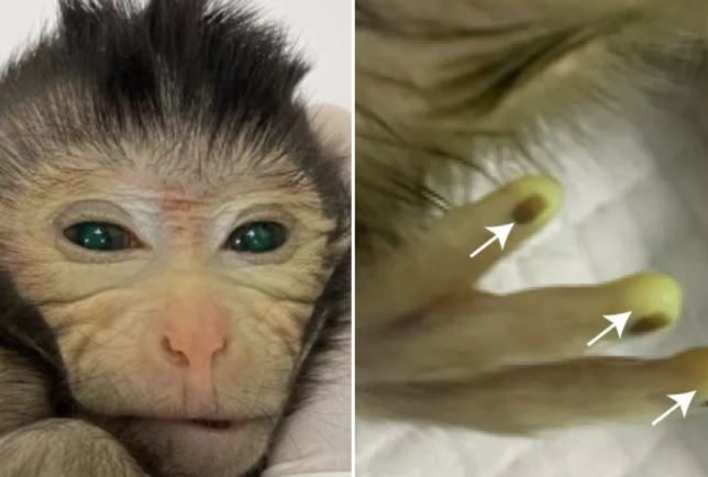 A chimeric monkey has glowing green eyes and hands 