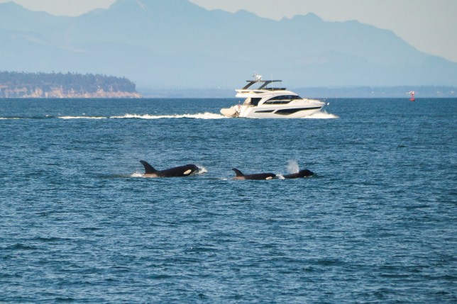 Killer Whales have been targeting boats in the Strait of Gibraltar