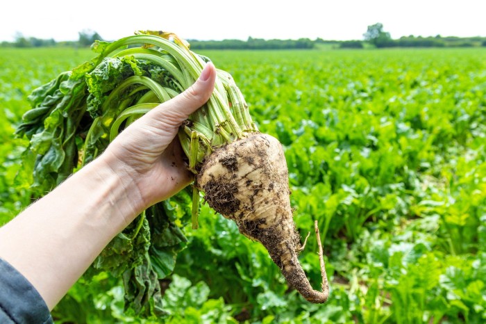 Close-up of a sugar beet