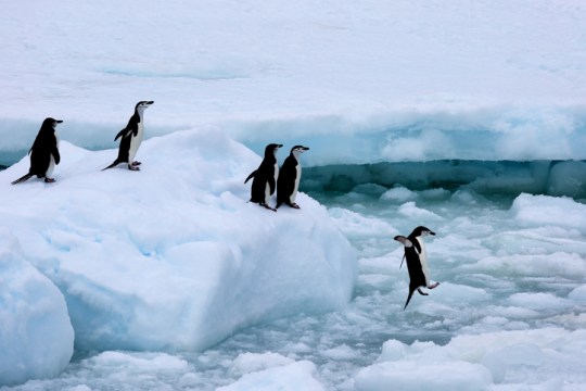 Chinstrap penguins queueing
