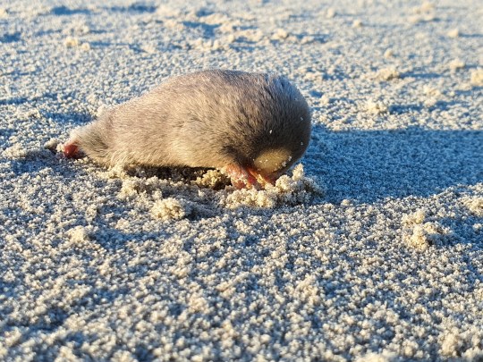 Nov 29: Golden mole found after 80 years!