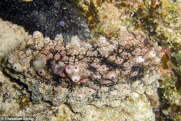 Stichopus cf. horrens is one of over 1,700 species of sea cucumber. Scientists are just beginning to delve into the animal's potential for human health