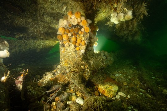 The submarine is now an artificial reef, home to many sea animals