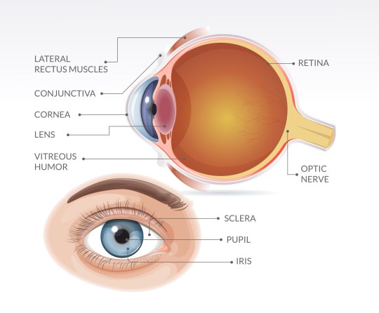 Eye anatomy