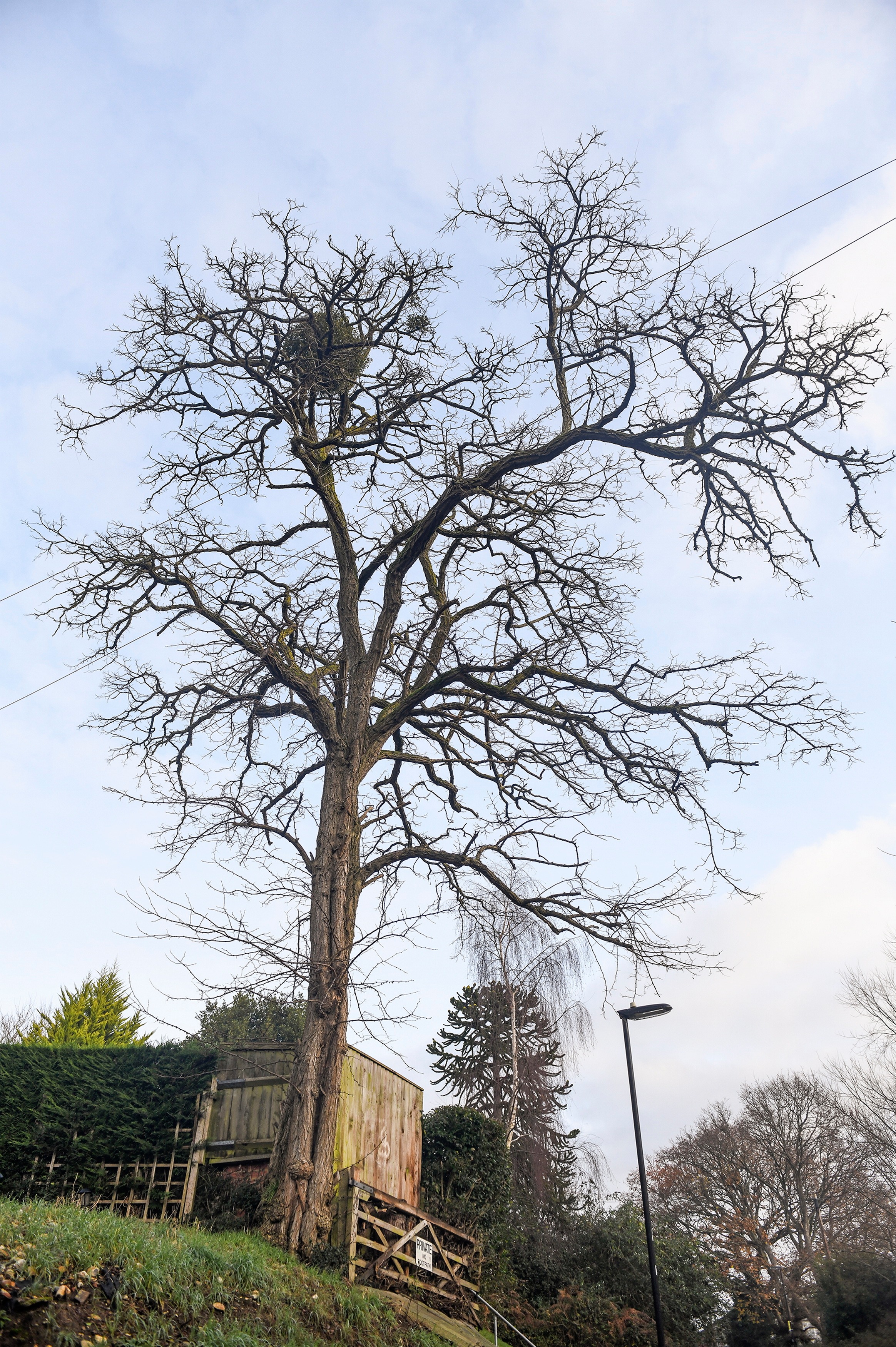 Petrowsky said he spent years saving the money it for felling the tree