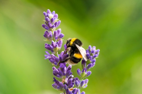 Bee populations are in decline 