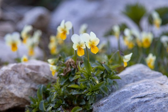 field pansies