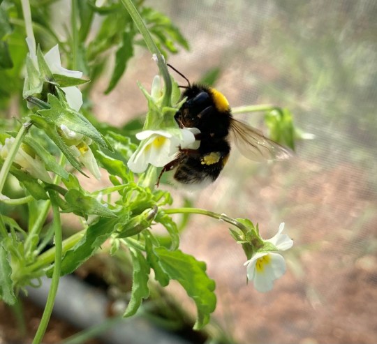 A bee visiting a field pansy 