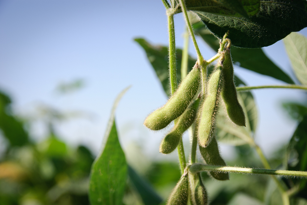 Soybean pods. /CFP